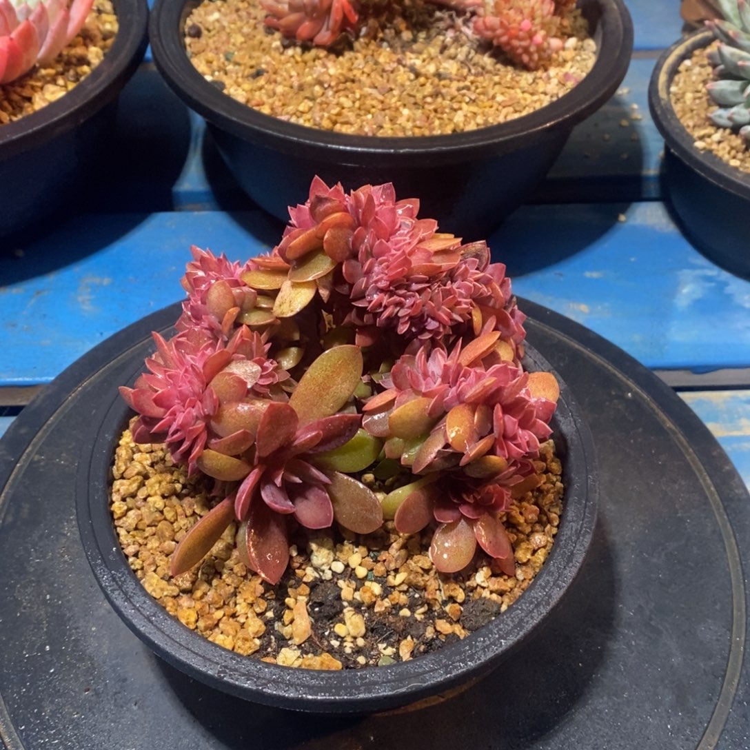 多肉植物一物一拍