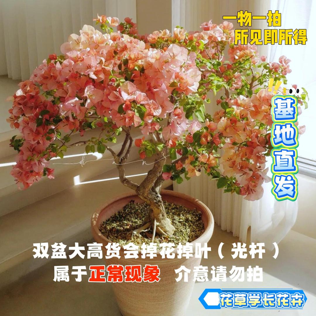 花草【23单盆一物一拍】会掉花落叶甚至光杆介意慎拍三角梅！