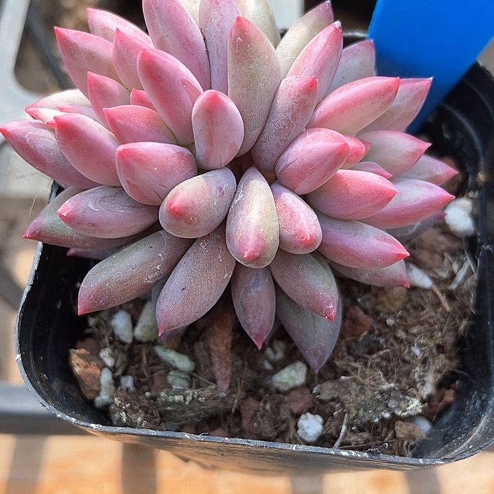 多肉植物双头虞美人9017