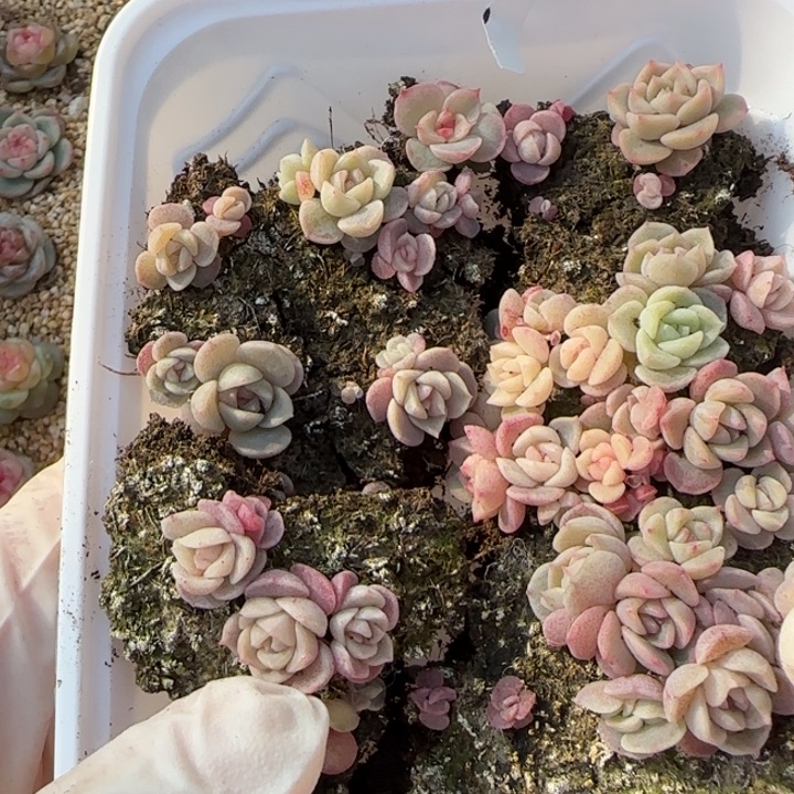 5号王者系列种播苗一盒