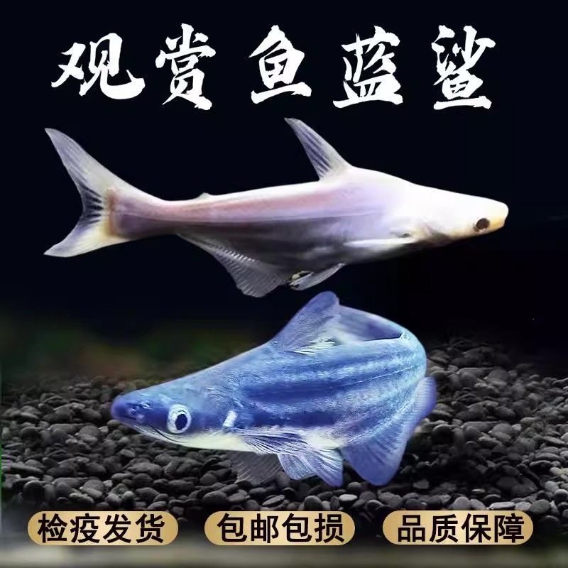 【家渔专属】淡水鲨鱼蓝鲨-小型鱼友福利-适合20-30缸以上饲养-猛鱼