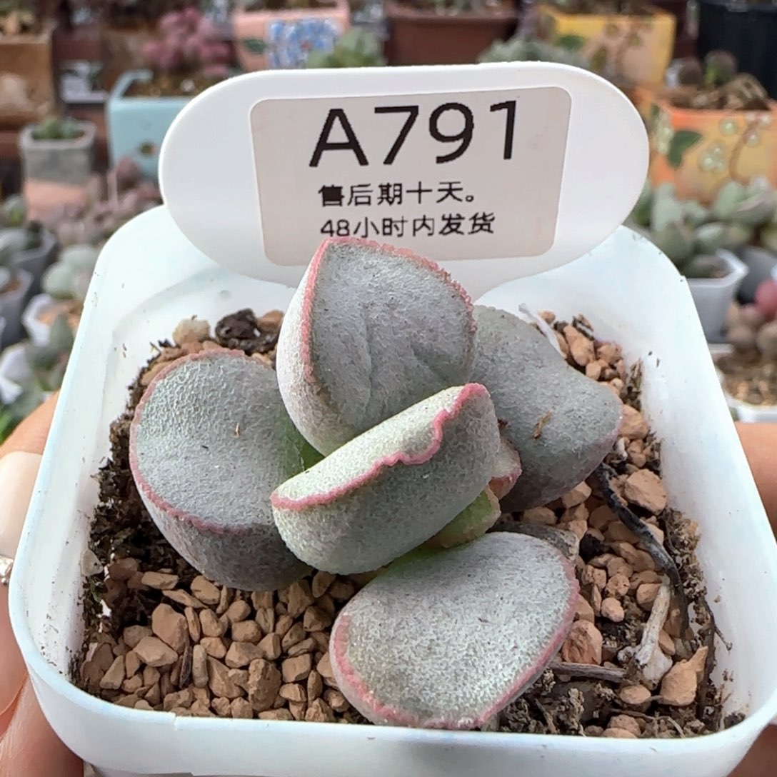 花雾。     791。      