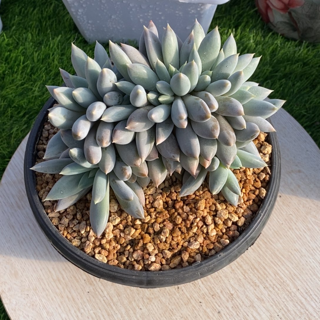 综合链接哥特缀化