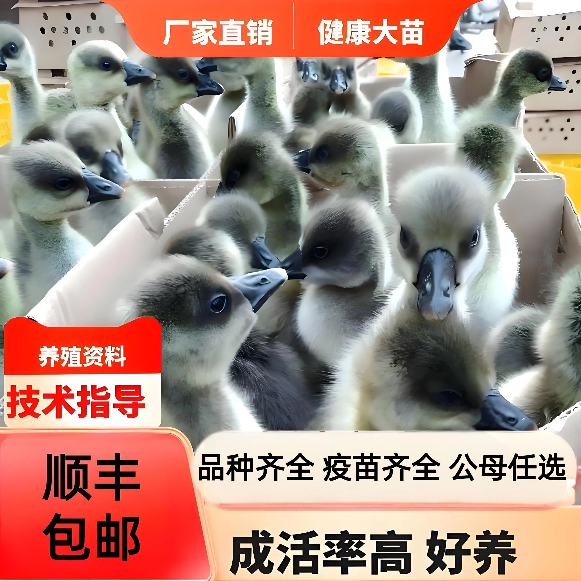 纯种灰色宠物小鹅苗顺丰包邮