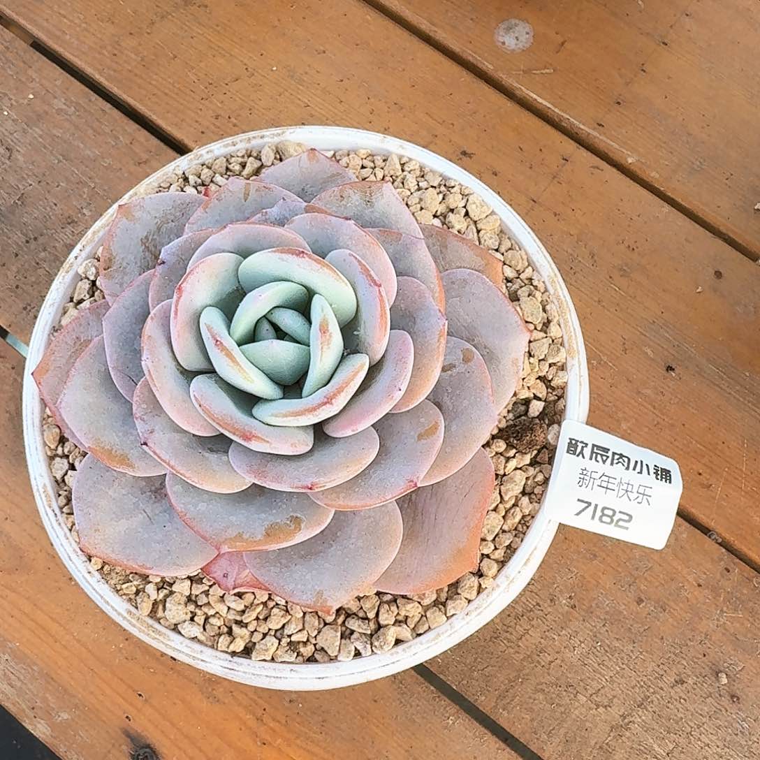 维**多肉植物奶茶单头7182