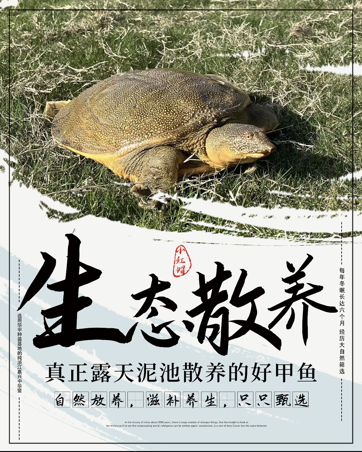 （直播间现场称重链接）外塘生态散养甲鱼