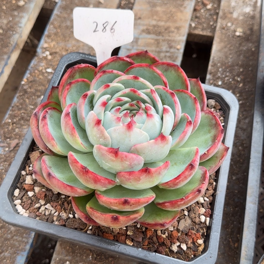 玫瑰惊鸿一物一拍包装收缩花旱286