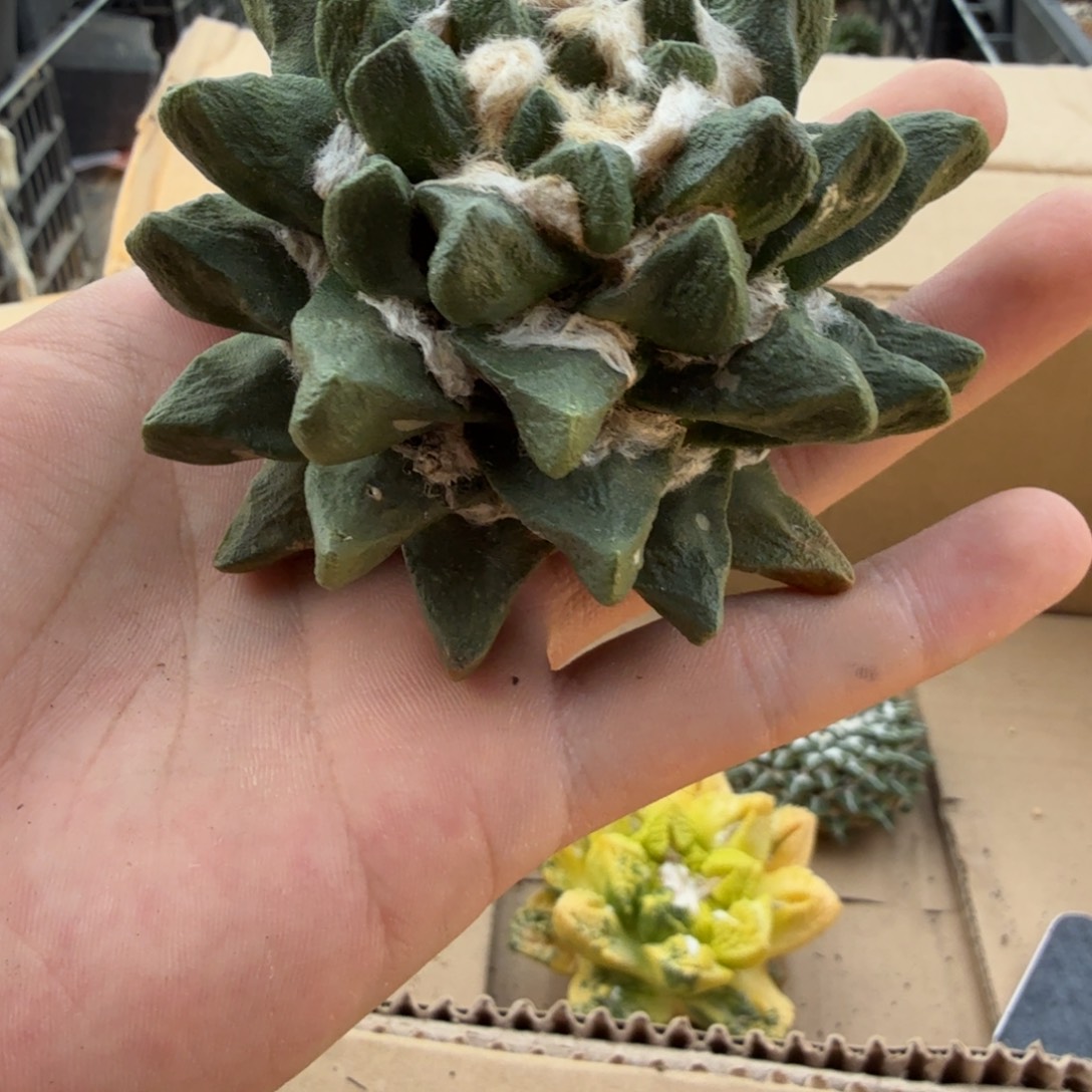 仙人球开花一个福利品有跟