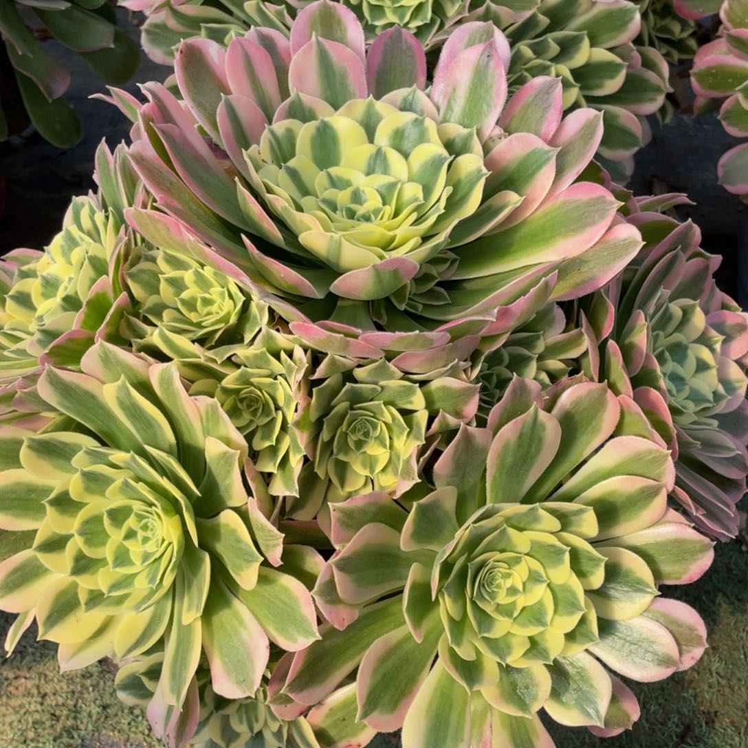 528大白凤精品法师多肉