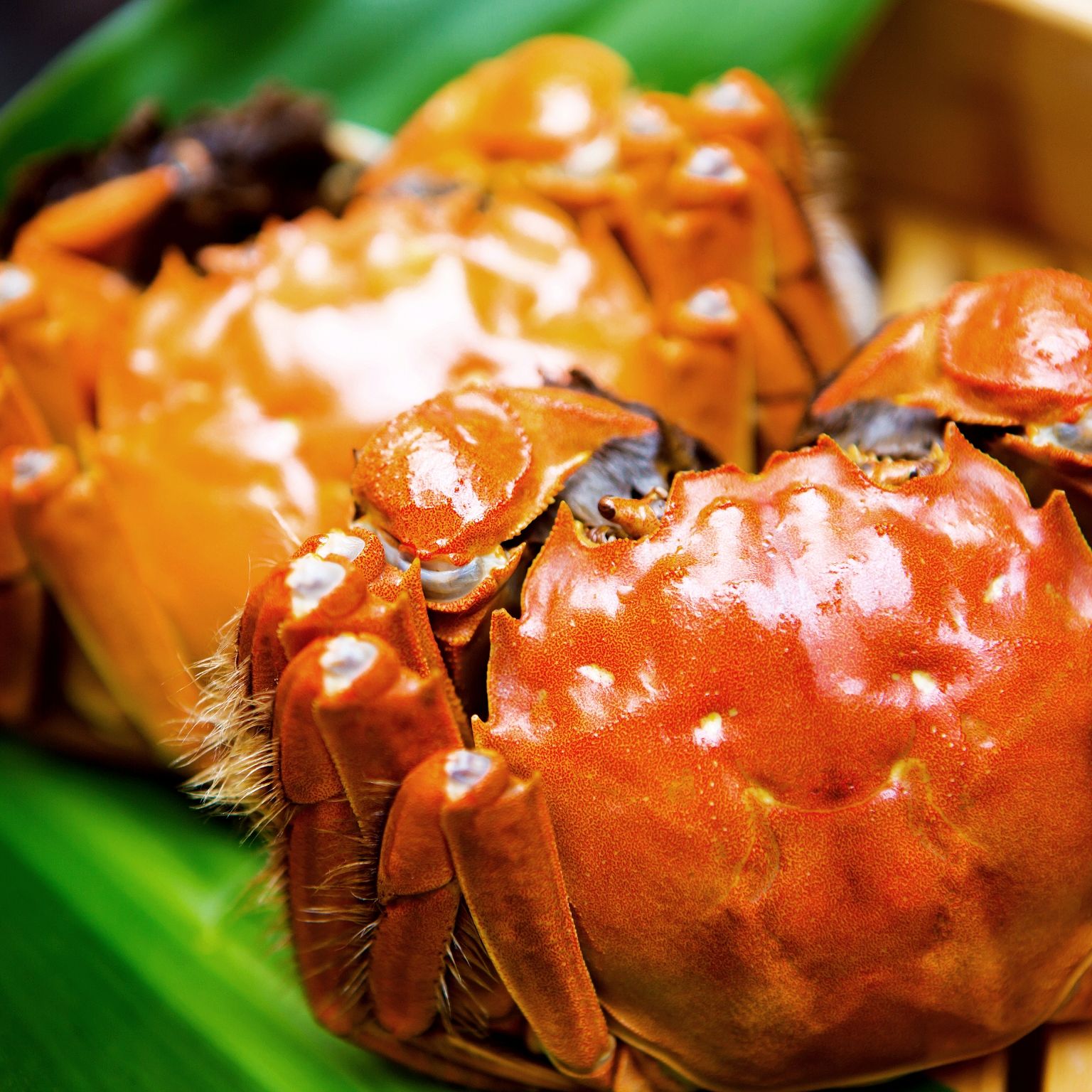 【活蟹】兴化河蟹全母蟹/25只/1.0-1.2两/2.5斤