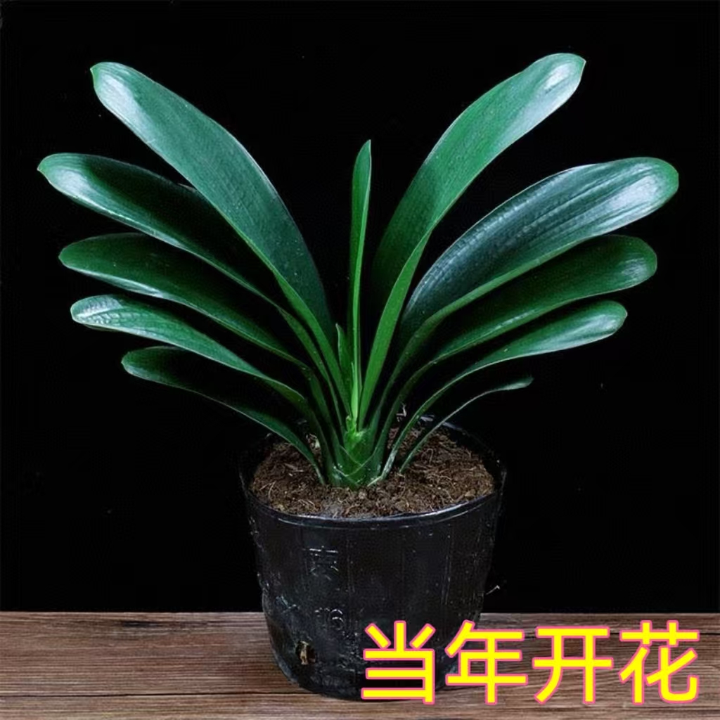 【当年开花】5-8叶君子兰盆栽绿植室内四季常青耐寒好养适合客厅