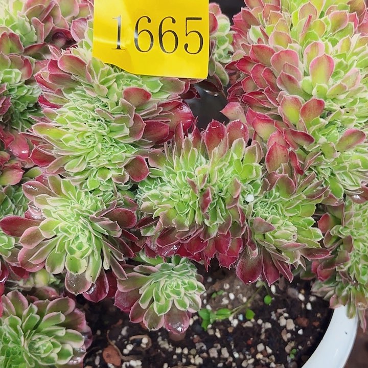 多肉植物福利1665