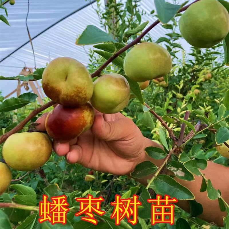 【油蟠枣嫁接苗】 蟠王枣树苗 苗圃现挖