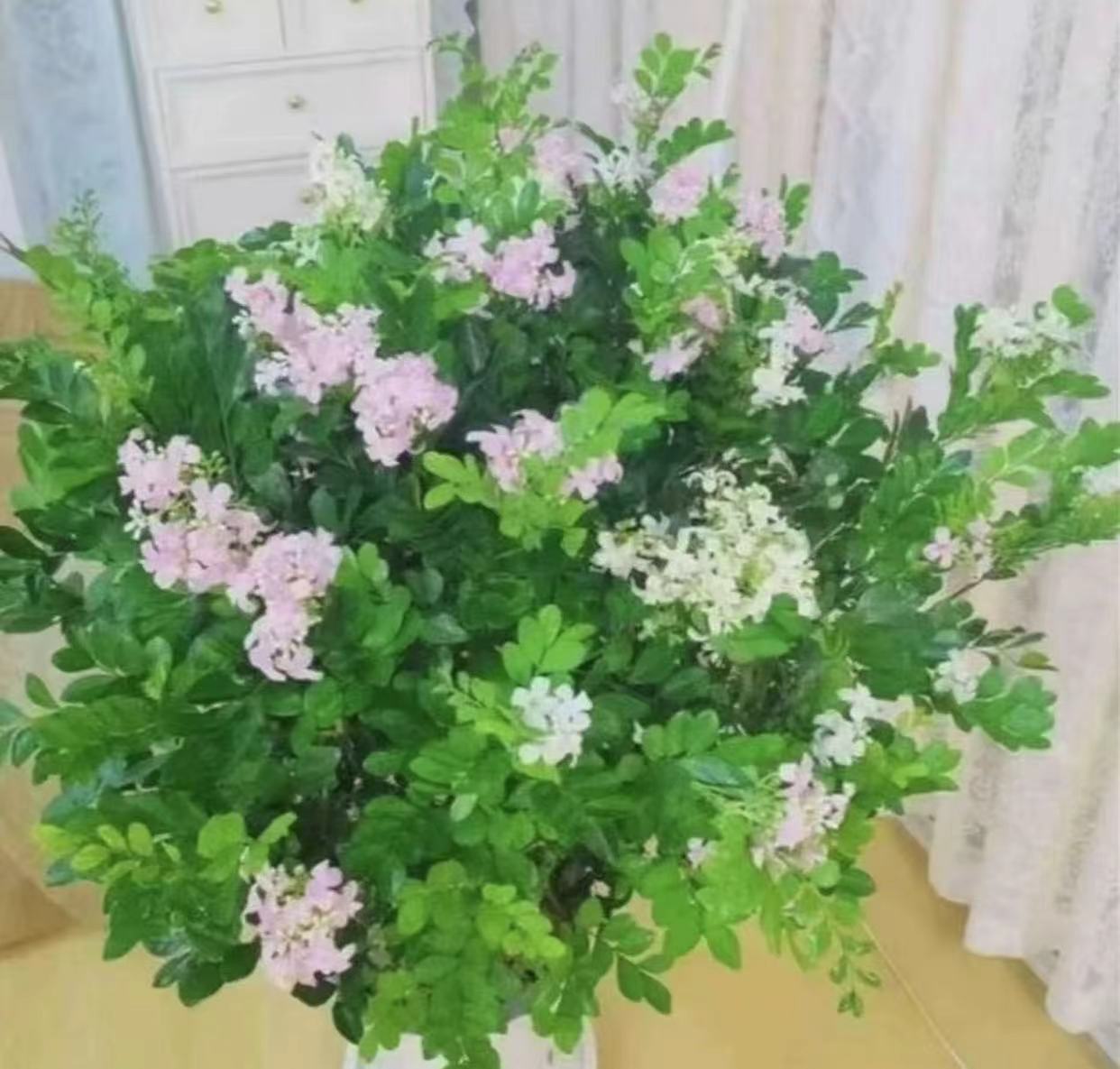 【送白色菱形盆50-60高度】九里香盆栽浓香型客厅阳台室内