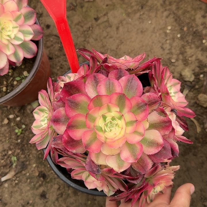 2-102倾城多肉法师