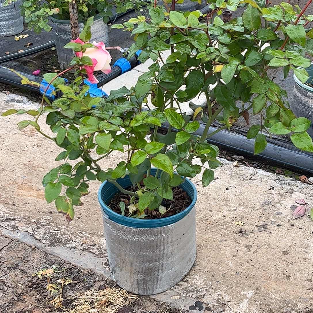 无花朵甜蜜色彩2，1.8加仑土球发货