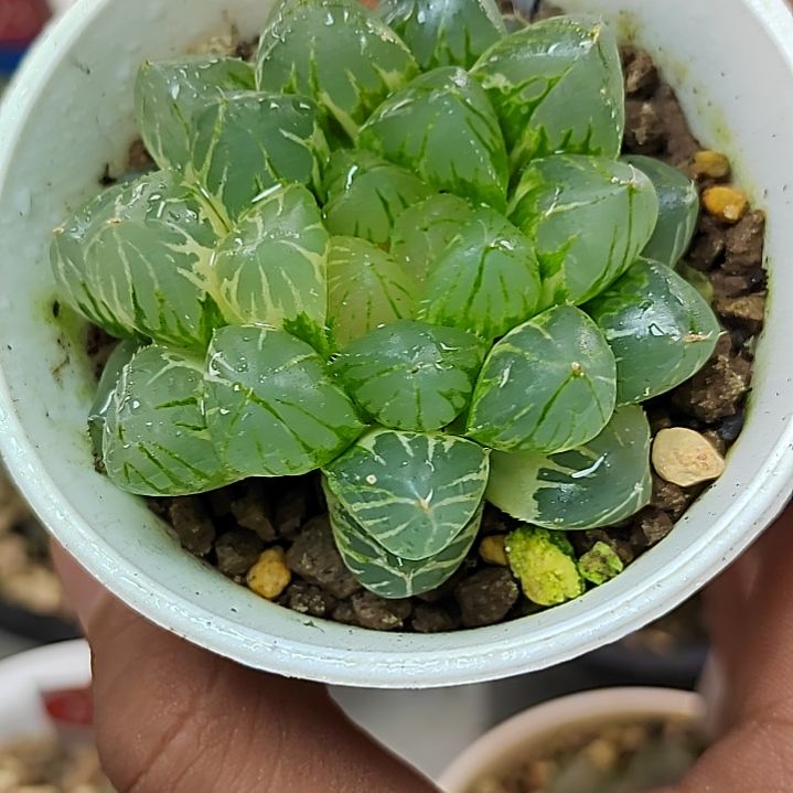 337号 OM锦 5.5一物一拍带盆土发货