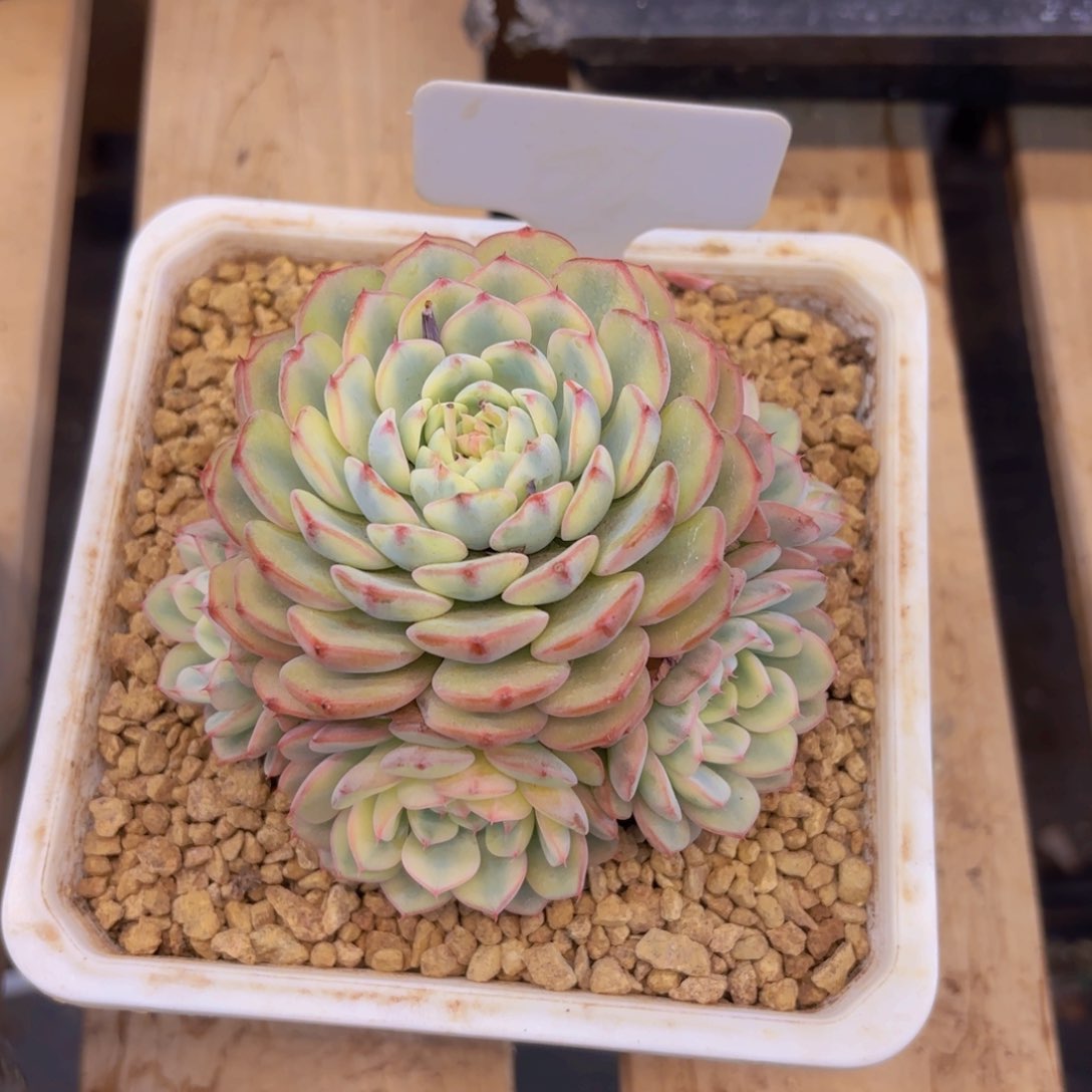 V****a我的小可爱们都好可爱