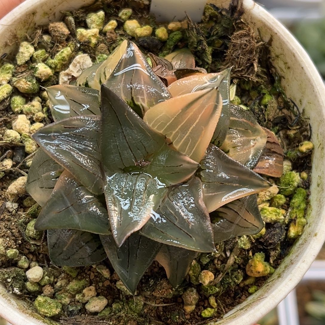 15红纹寿锦带仔福利专场