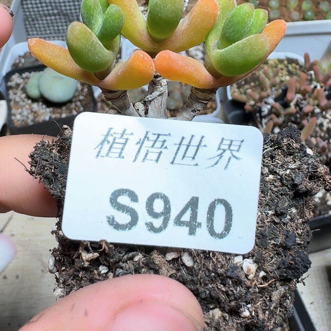 940号多肉植物哇c f