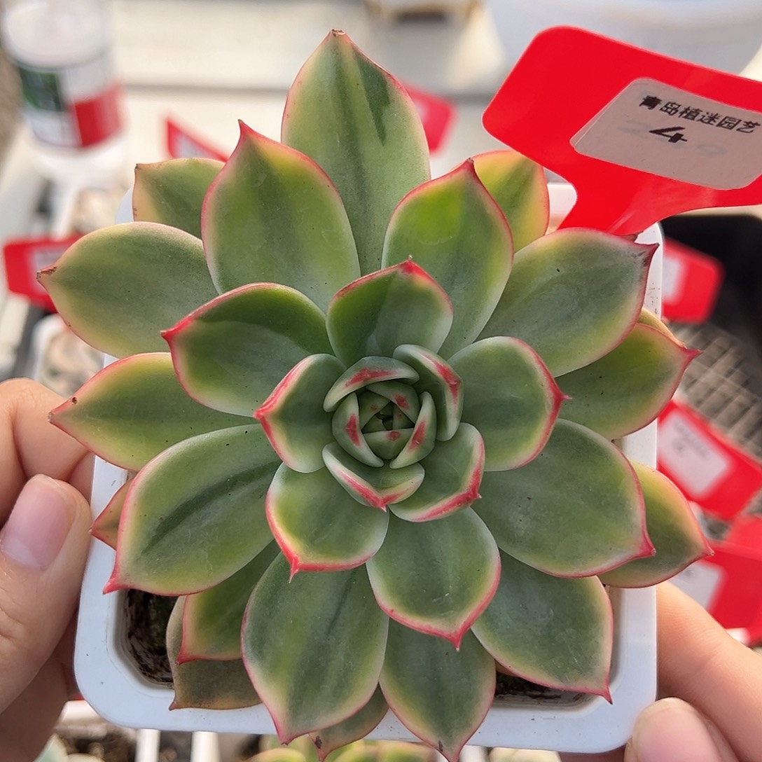 4号桃花锦多肉植物