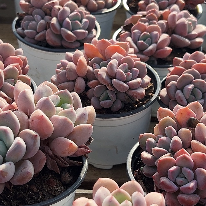 三头     老桩    白露