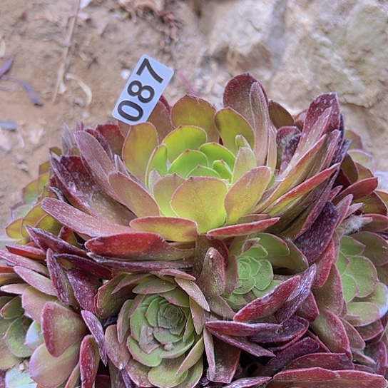 明**性多肉植物一个