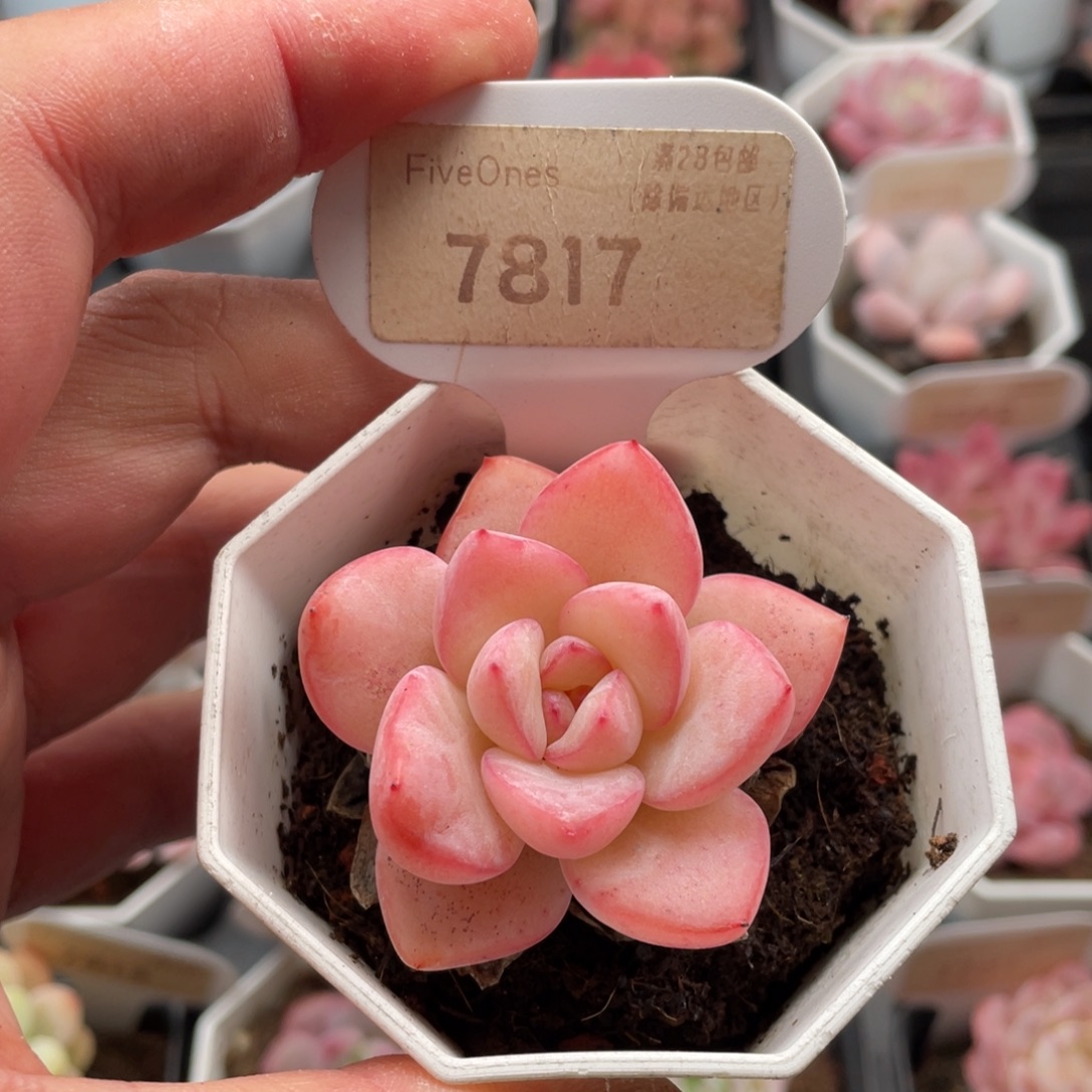 草莓泡芙7817-5厘米