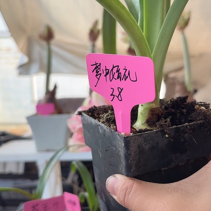 无花朵梦中的婚礼直径3.8