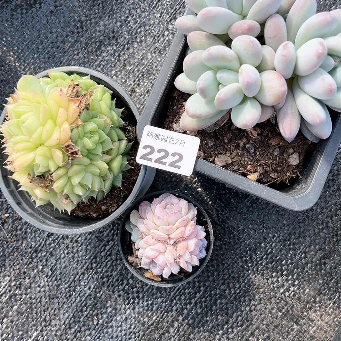 阿雅园艺。         222