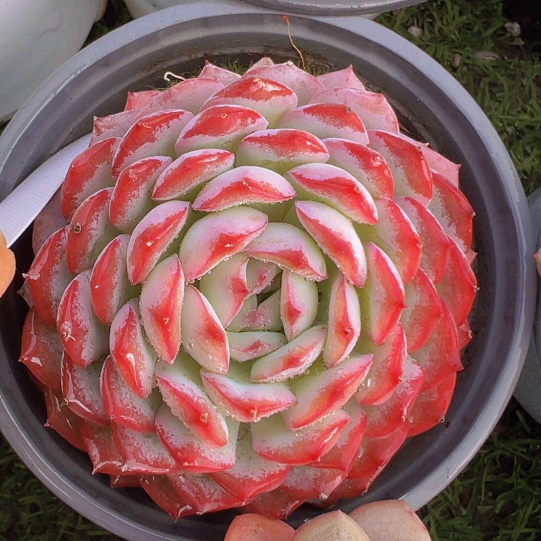 香玉等多种名贵的产品和服务