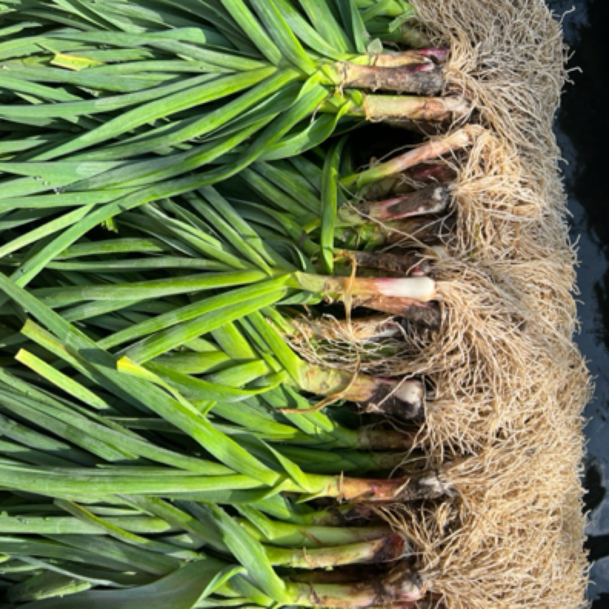 云南露天高山蒜苗 香味浓郁 