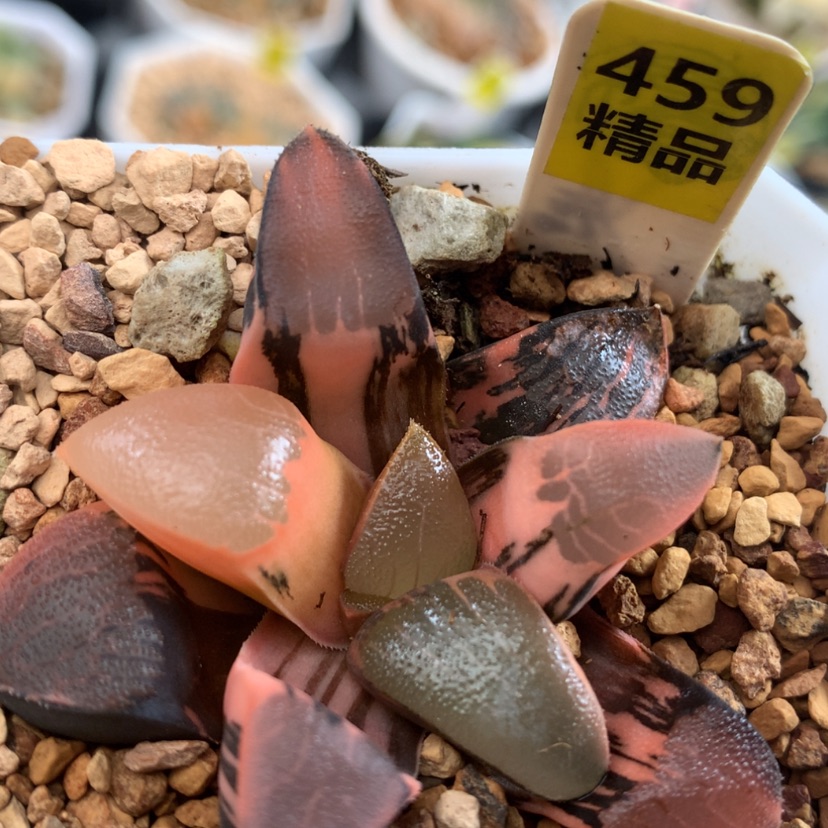 【闪购商品】469丘比特克