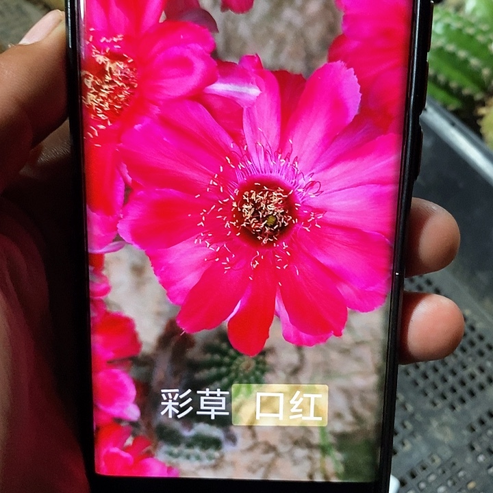彩 口红 /侧芽歪20包邮/