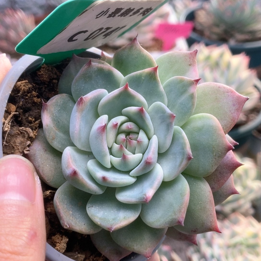 C747锦锦锦锦锦锦锦