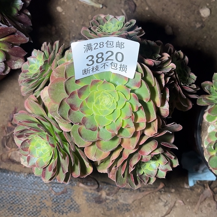 3820奶白锦多肉植物