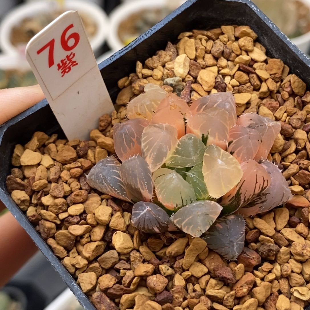 76玉露多肉植物组合