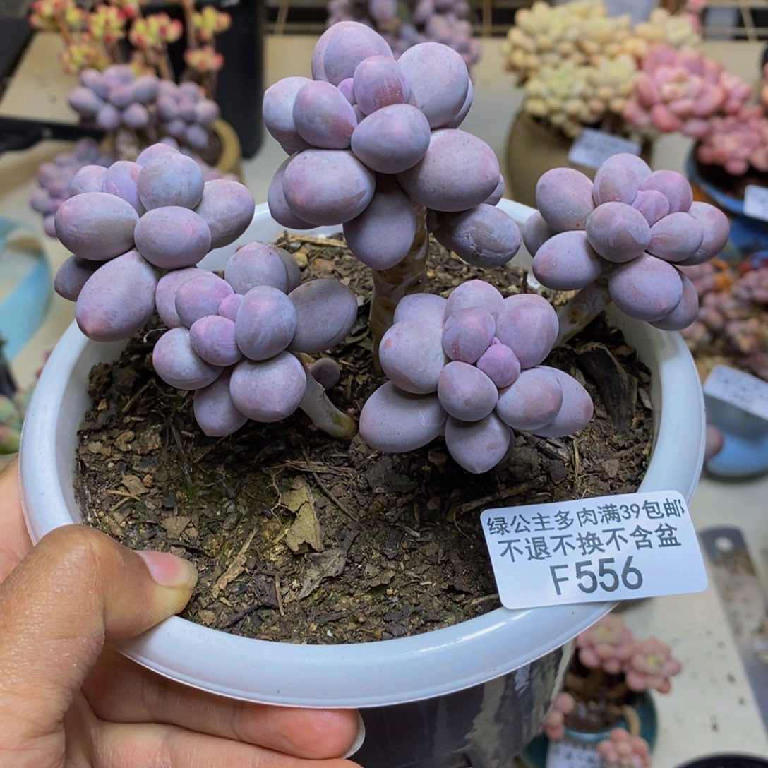 556香水手指奶多肉9c m