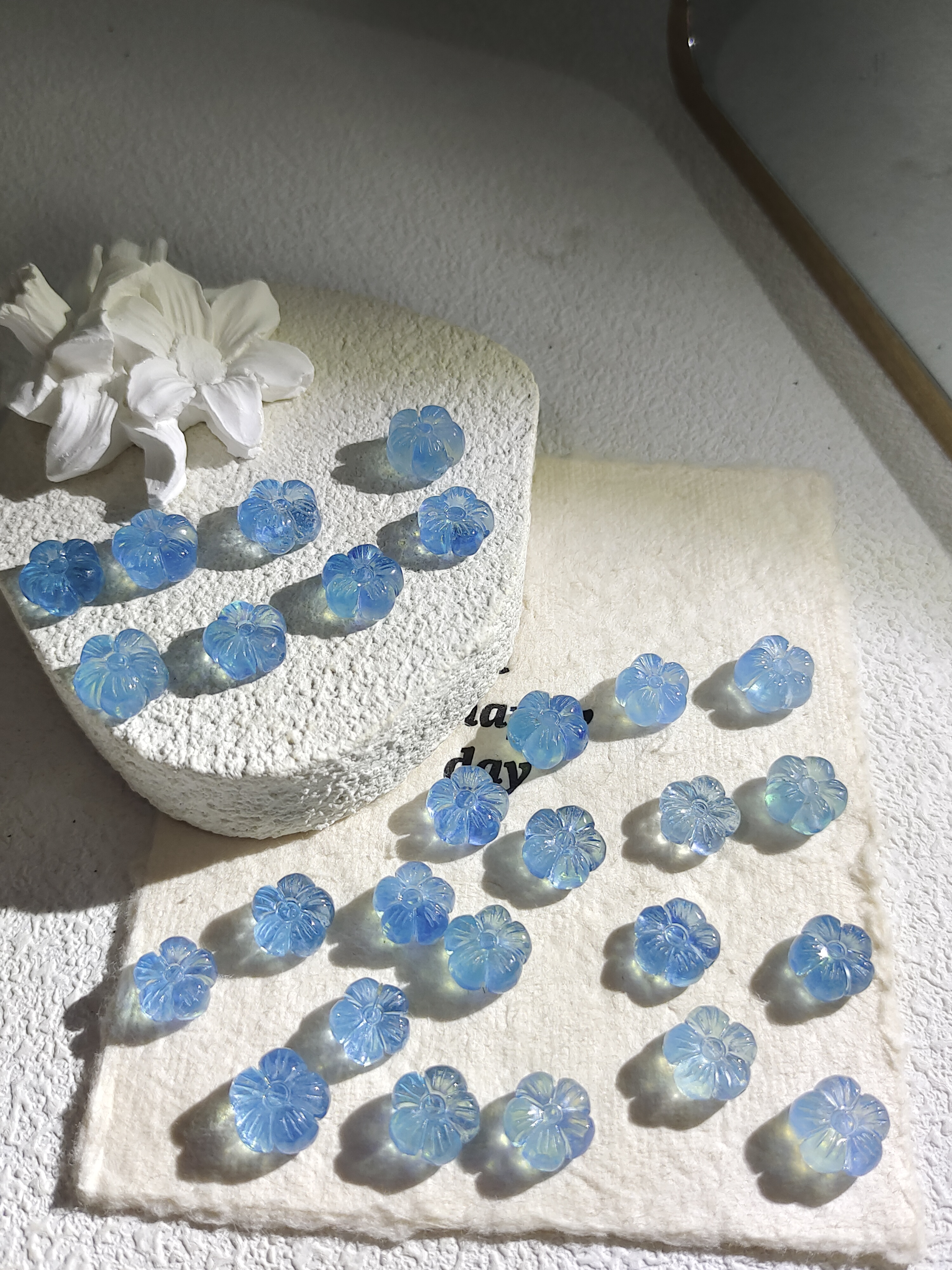 海蓝宝胖花 A595 多样性发其一/1个