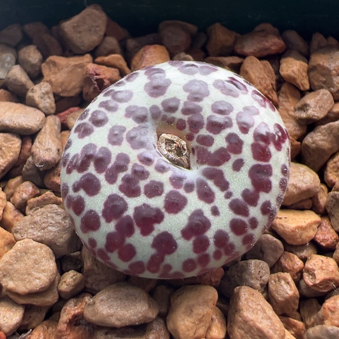 783。青蛙优选ts603 红纹奶牛安贞