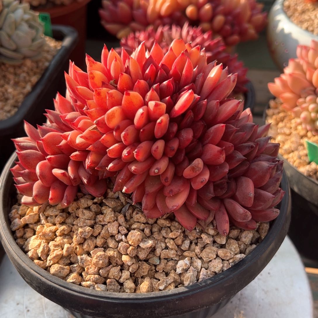 紫薇朵朵缀化多肉植物