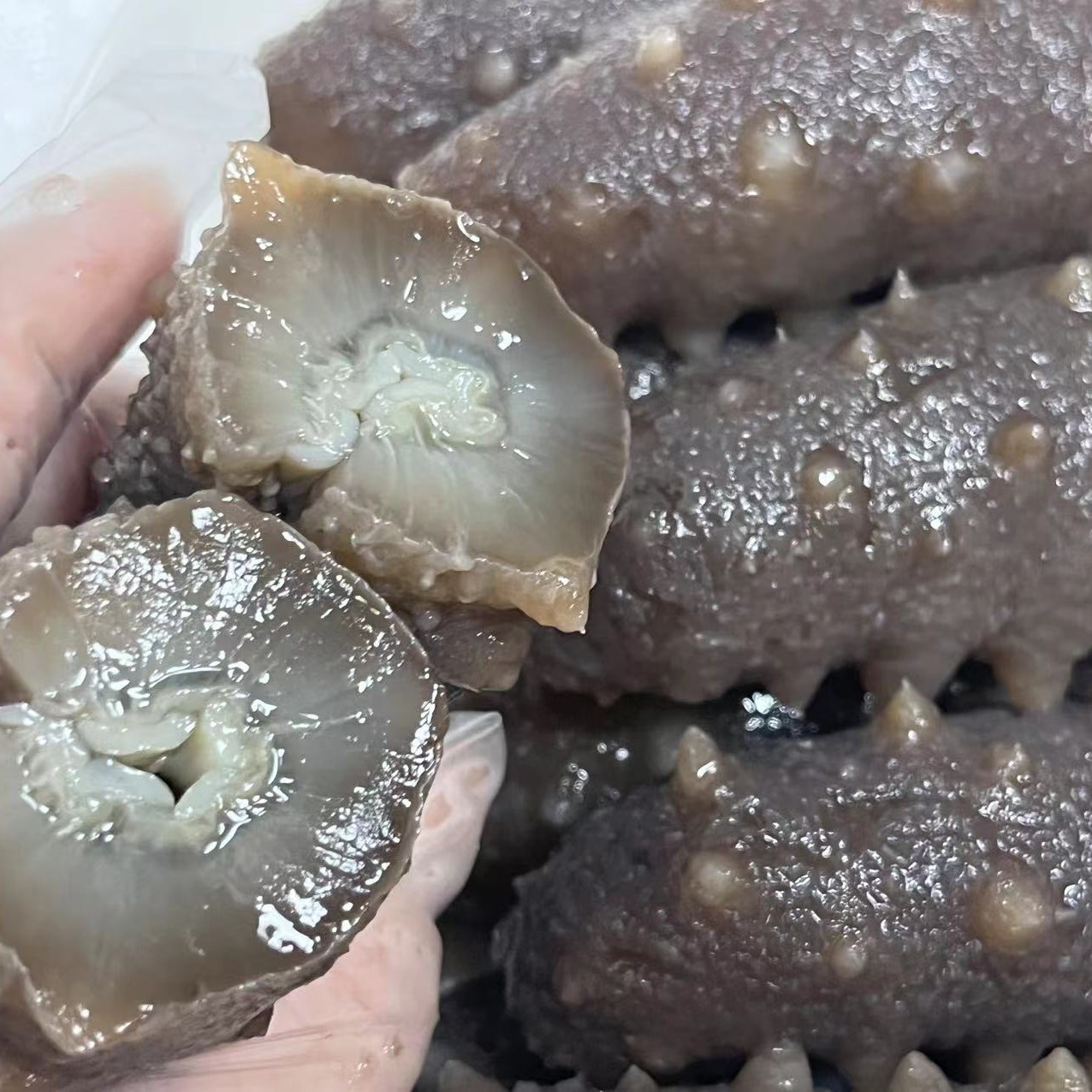 西海原鲜营养即食海参中秋滋补0添加底播野生海参熟化鲜冻空运