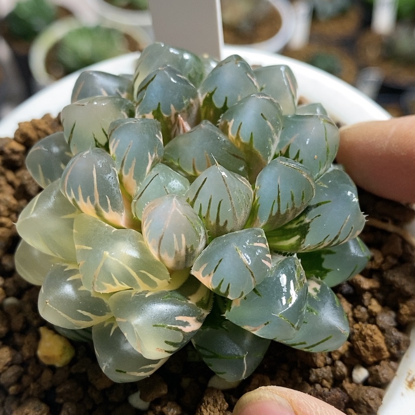 【闪购商品】362水中月