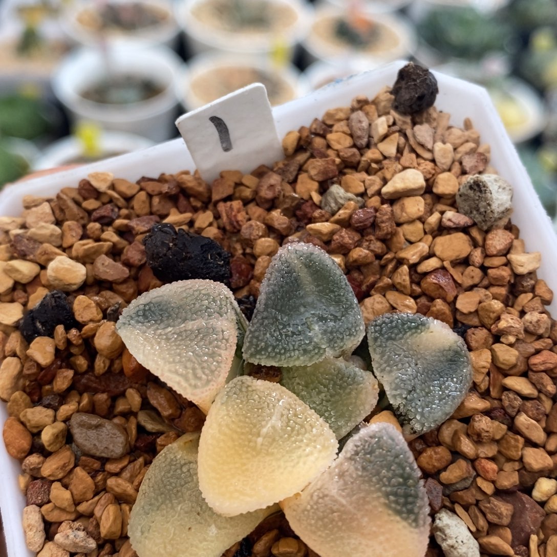 不开花植物1冰钻多肉