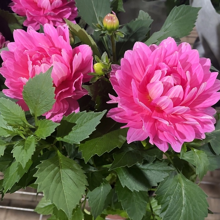 全部花苞藕荷色小丽花