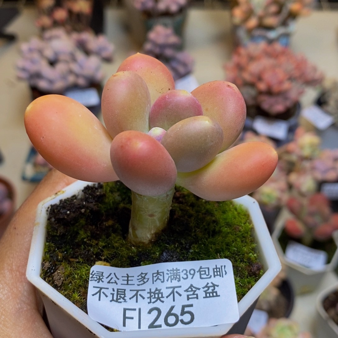 275金蟾多肉肉5c m