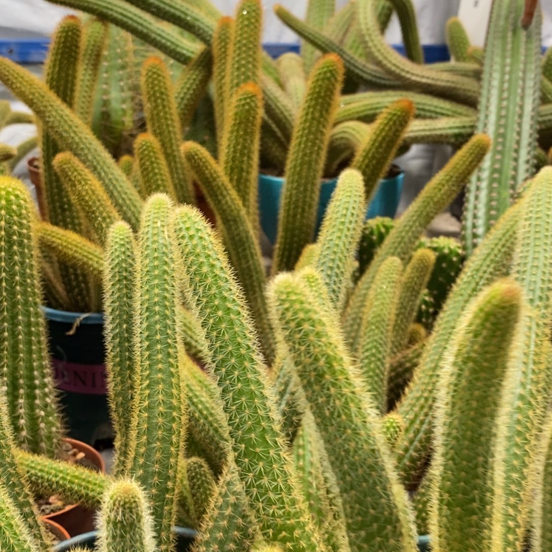 群生多头金妞红蜻蜓一杯