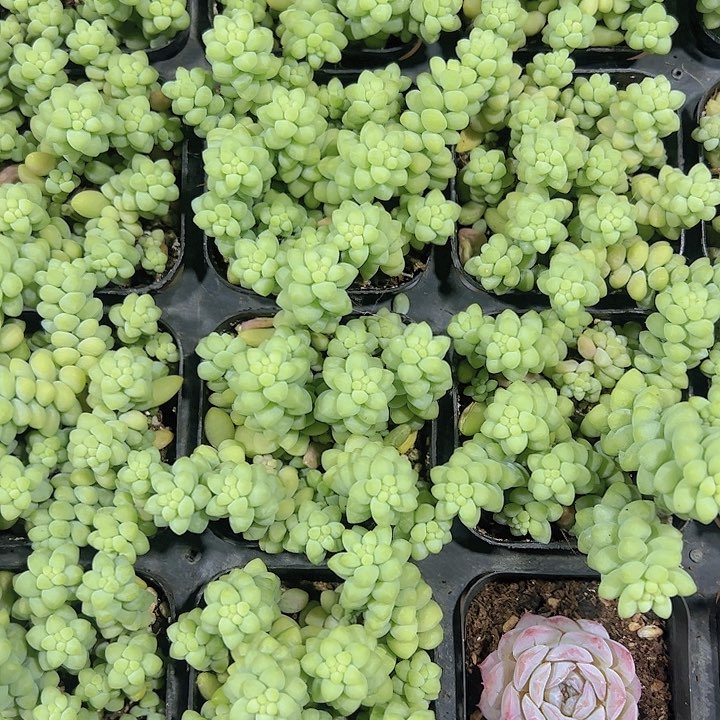 玉坠精品多肉植物