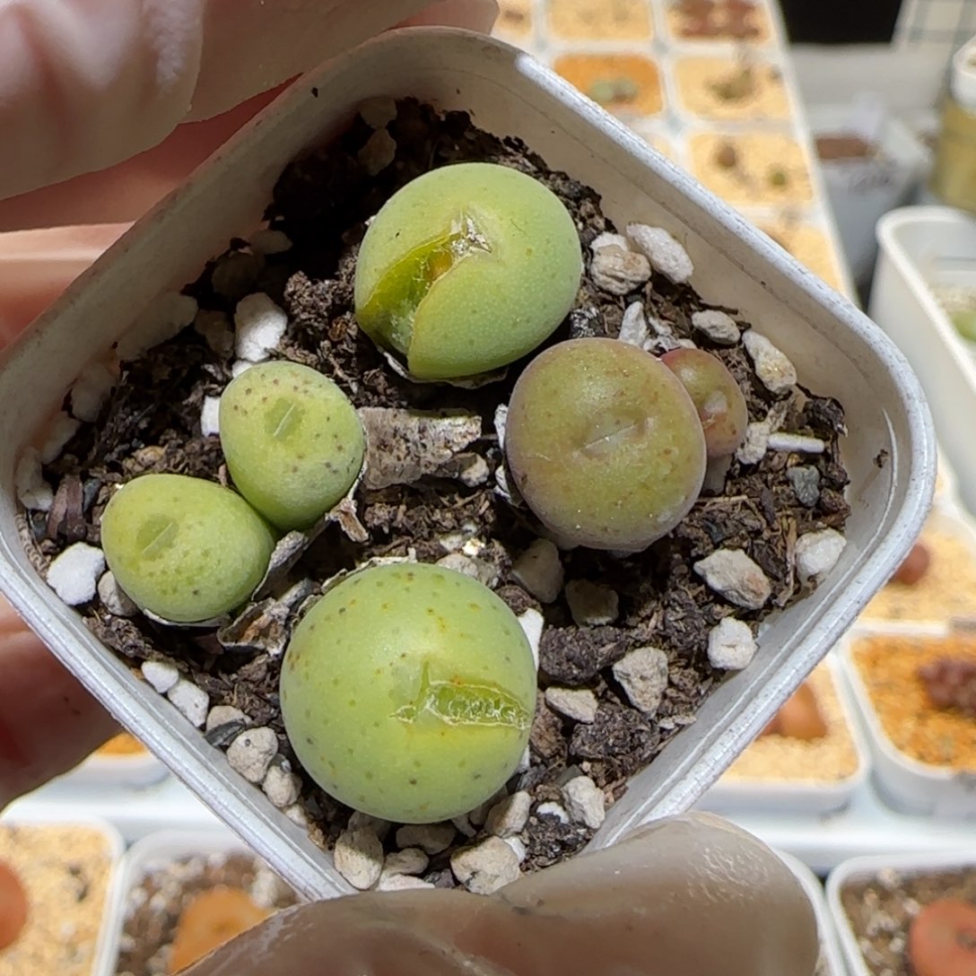 ?***汁肉锥多肉植物百科1-有疤1532