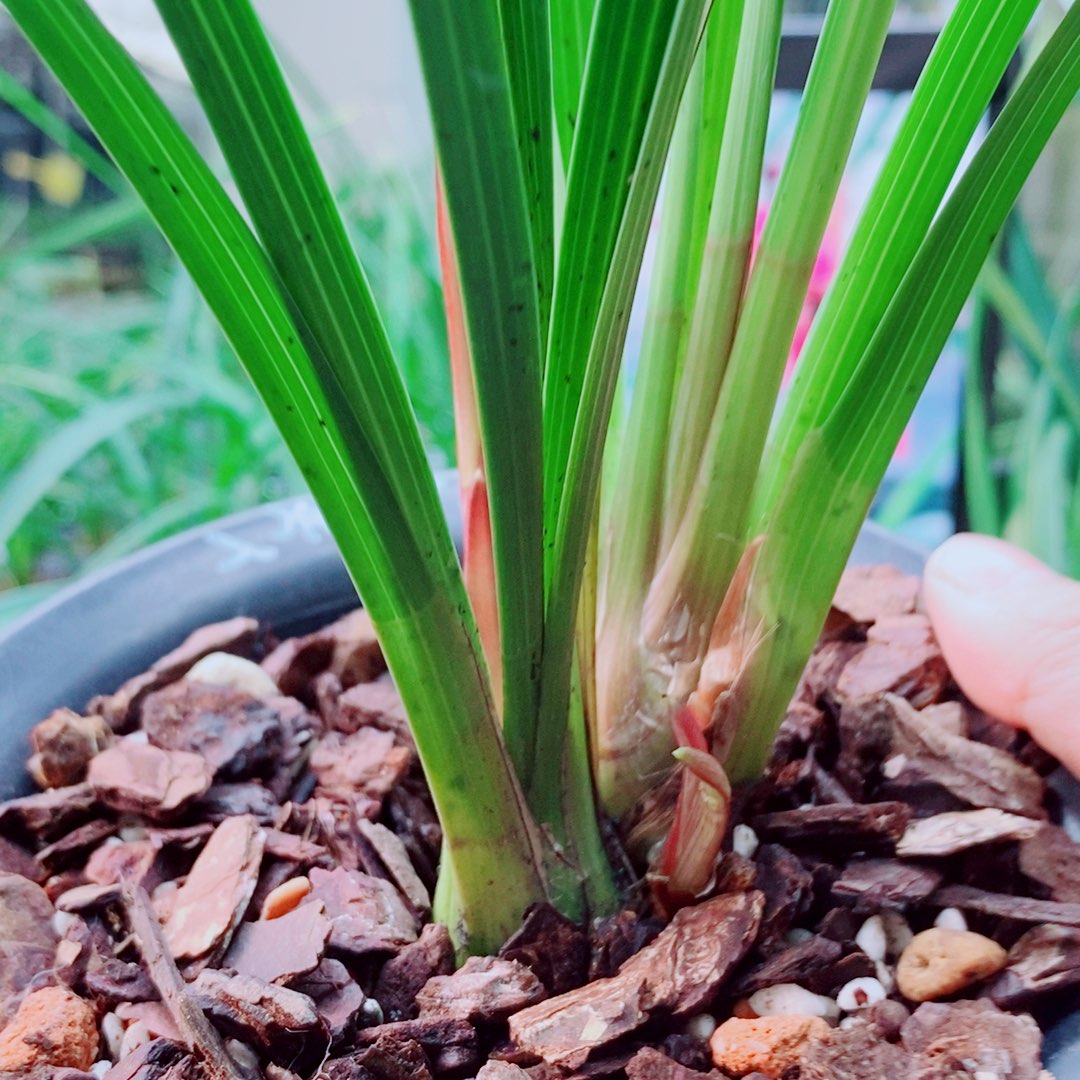 当前无花栽培后可以开花